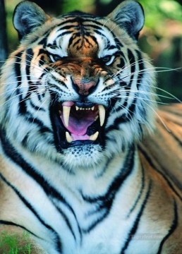 虎 Painting - タイガー18